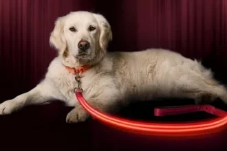 The Ultimate Guide to LED Dog Collars: Safety, Styles, and Benefits